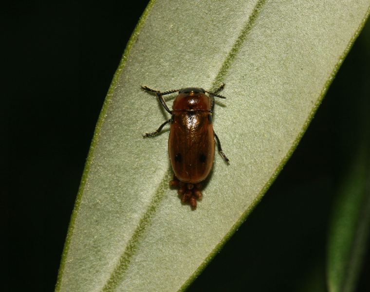 Chrysomelidae in deposizione